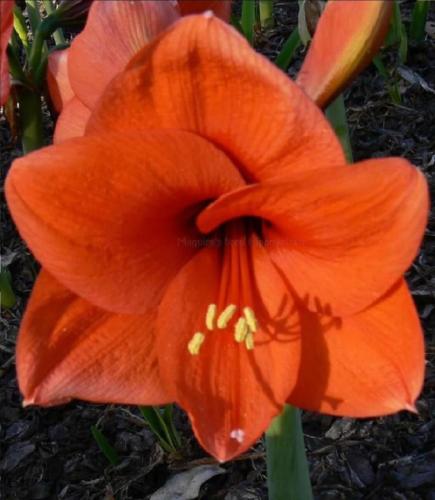 Orange Jester - bright orange - dark eye - single - Maguire  Hippeastrum