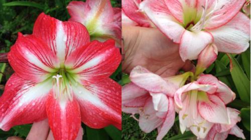 Orange Out White Star X Apple-blossom Elvas