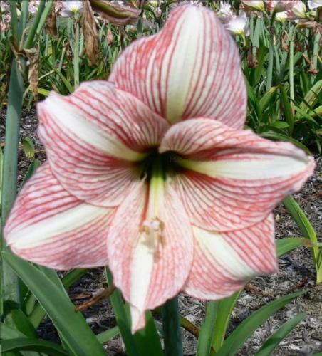 Party Animal - single white - mauvie pink stripe - dark center - Maguire hippeastrum