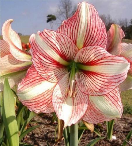 Party Pooper - single - red white stripe - dark center - white midribs - Maguire hippeastrum