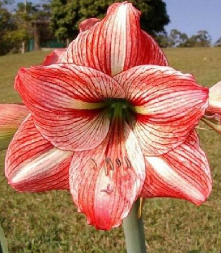 Party time - single - red - light stripe midribs - dark center - Maguire hippeastrum