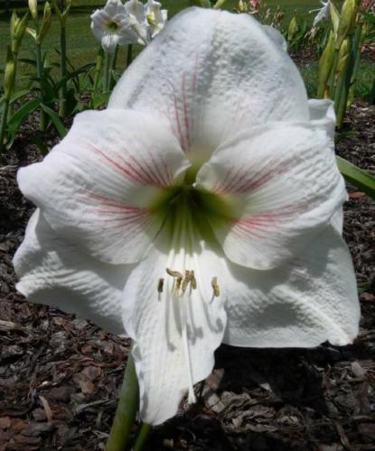 Passing Parade - single - white - whiskers - Maguire hippeastrum