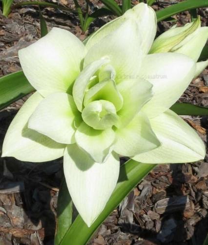 Peggy Sue - double - lime star - Maguire hippeastrum