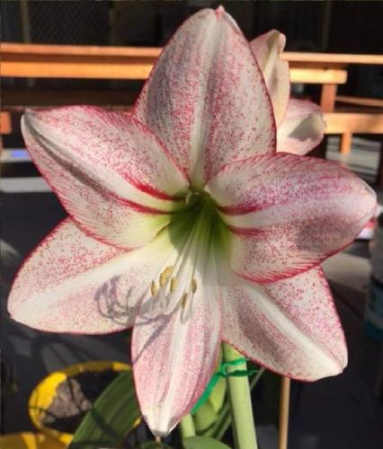 Pencilled Peppi - Pink - single -  whiskers and spots - Maguire hippeastrum