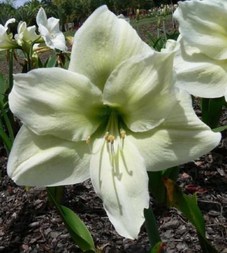 Penlake - single - white - lime - dark eye - Maguire hippeastrum