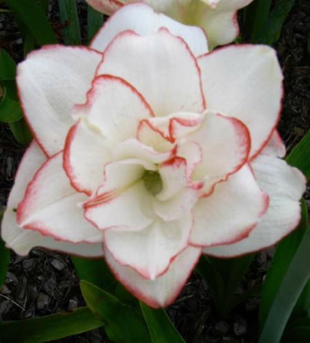 Peta's Petticoat - double - white - dark picotee edge - Maguire hippeastrum