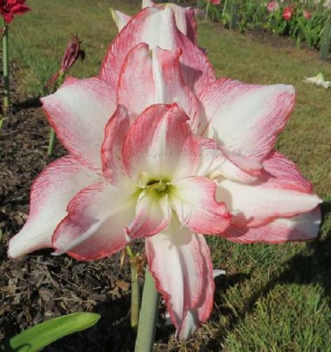 Phoebe Talbot - double - pink & white - Maguire hippeastrum