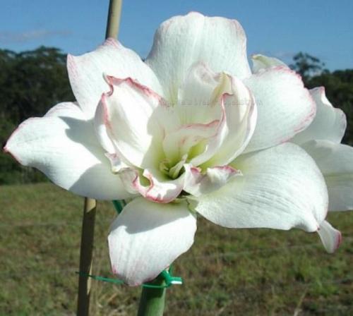 Picolina - white straggly double - pale picotee - Maguire hippeastrum