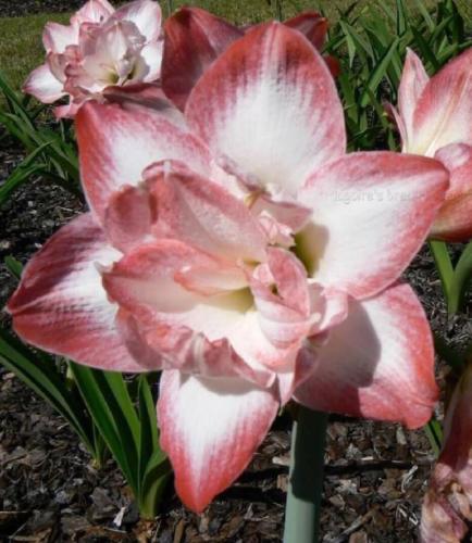 Pink Carona - double - apricot edge - white center - Maguire hippeastrum