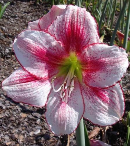 Pink Missy - single - palest pink - raspberry blush on face - Maguire hippeastrum