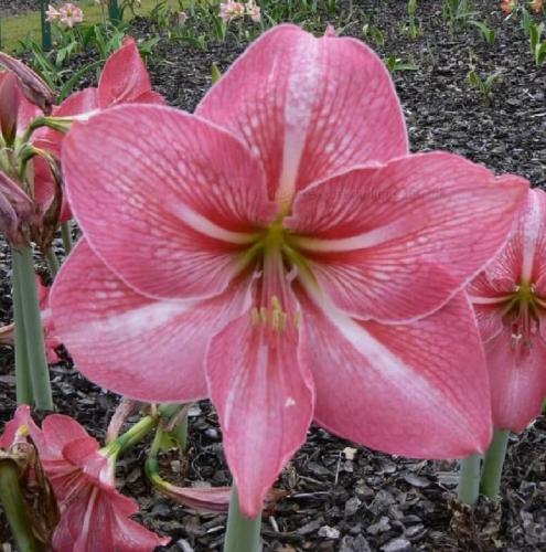 Pink Panther - single - strong pink - light midribs - whiskers - Maguire  hippeastrum