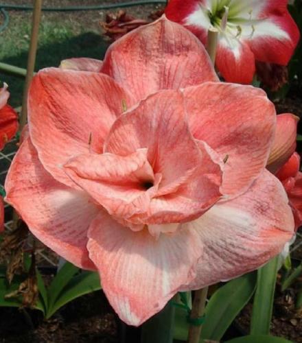 Pink Peony - double - apricot - Maguire hippeastrum