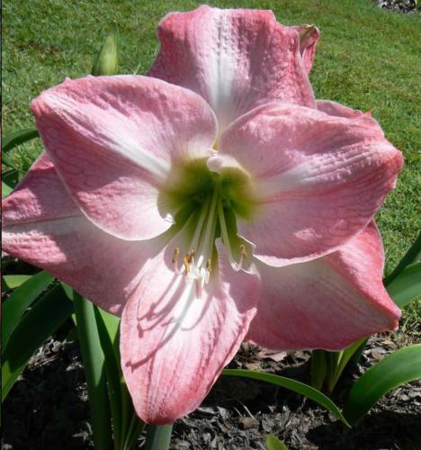 Pink Princess - Pink - light mid ribs - Maguire hippeastrum