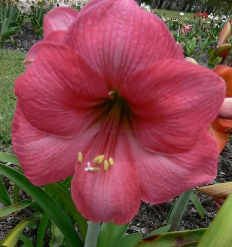 Pink Supreme - single - dusty pink - dark eye - Maguire hippeastrum