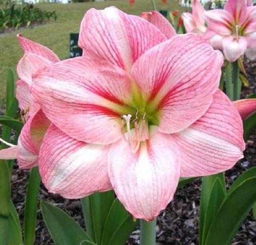 Pink Mallory - single - pink - whiskers - light midrib - Maguire hippeastrum