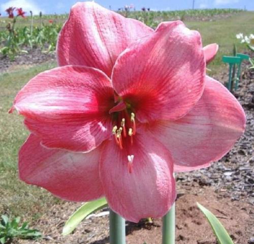 Pinkemba - single - pink - dark throat - Maguire hippeastrum