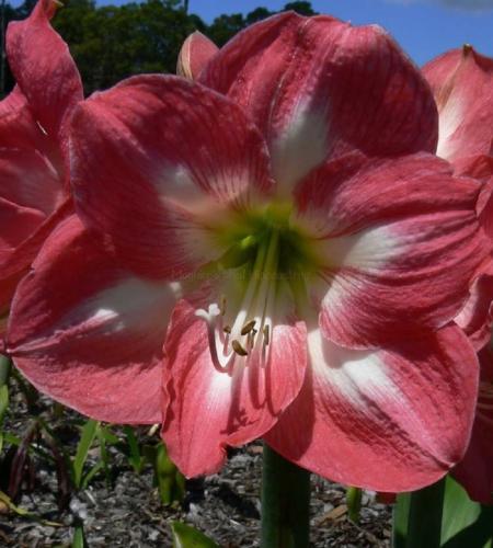 Pretty Lass - single - crimson out - light star in - Maguire  hippeastrum