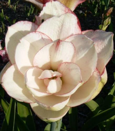 Pretty Miss - Double - white - raspberry picotee -  - Maguire hippeastrum