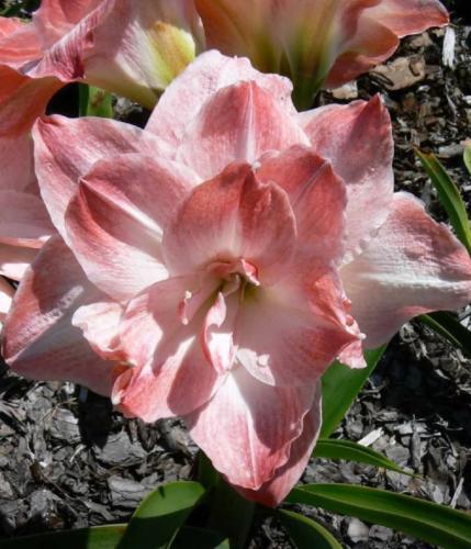 Pretty in Pink - double - pale dusty & white - Maguire hippeastrum