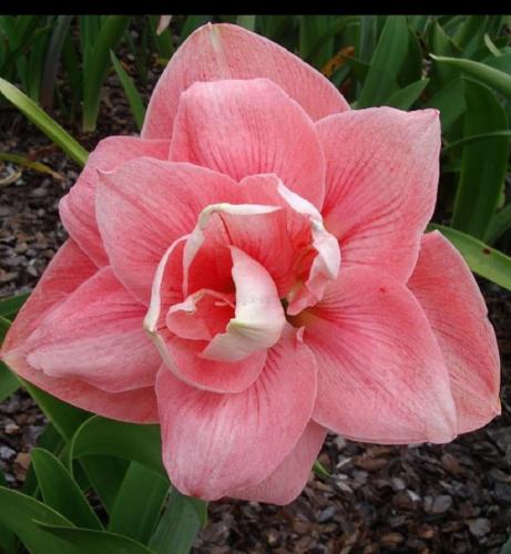 Prince of Fairies - double - pale watermelon pink -  whiskers  - Maguire hippeastrum