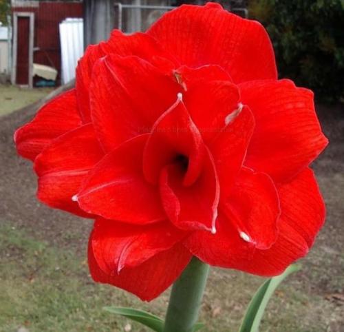 Princess Pamela - Double - bright red  - Maguire hippeastrum