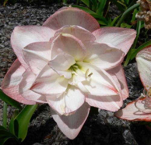 Princess of Burma - double - white cream -  blush - Maguire hippeastrum