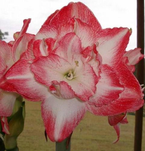 Purler 2 - double -candy-apple pink out - white in - frilly  - Maguire hippeastrum