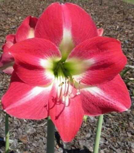 Queen Of Siam - single - crimson pink - light star center  - Maguire hippeastrum