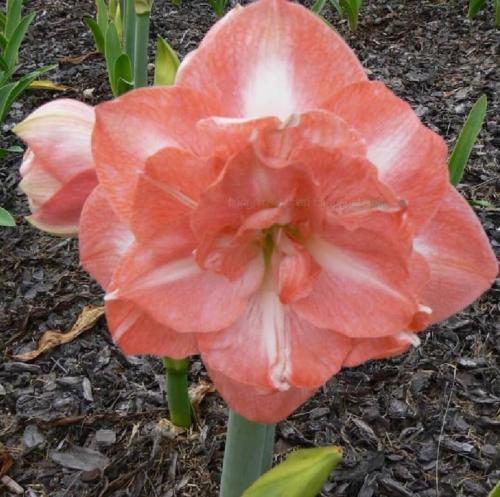 Queen of the Mountain - double - apricot - Maguire hippeastrum