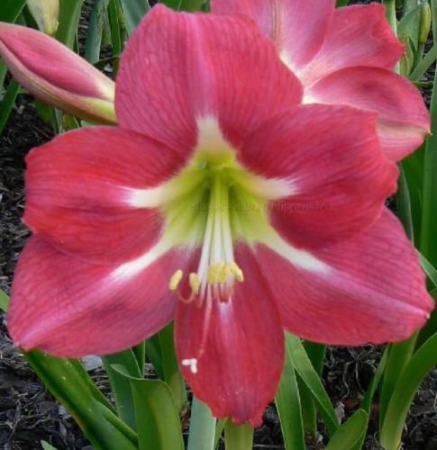 Queen of the Nile - single - crimson out - light star in  - Maguire hippeastrum