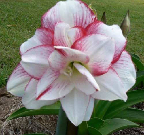 Rachel Maguire - double - white - raspberry  - Maguire hippeastrum