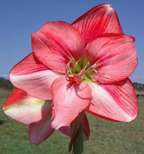 Rebecca - single - 2 tone pink & crimson  - Maguire hippeastrum