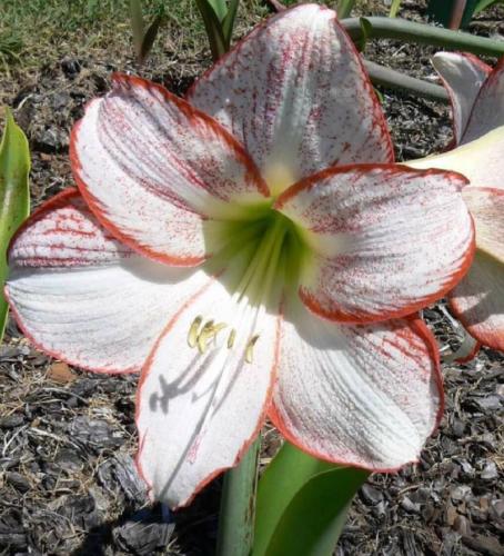 Rebel Rouser - single - white - tan orange picotee - spots  - Maguire hippeastrum