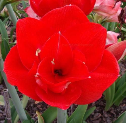 Red Rover - double - red solid  - Maguire hippeastrum