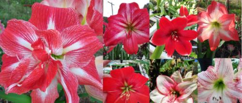 Red - White - Home Double - Mix seeds, for sale