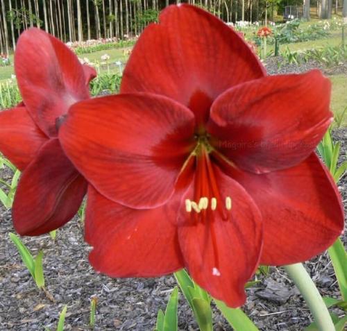 Redland- single - darker red  - Maguire hippeastrum