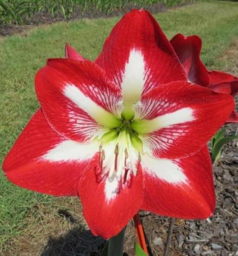 Reflections - single - bold strong red out - white star in  - Maguire Hippeastrum