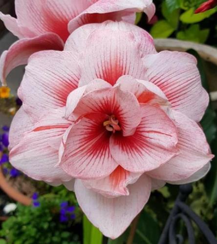 Rhani - Maguire Double - Hippeastrum  - Pink - scarlet center - Photo courtesy of Kerry Bayles.