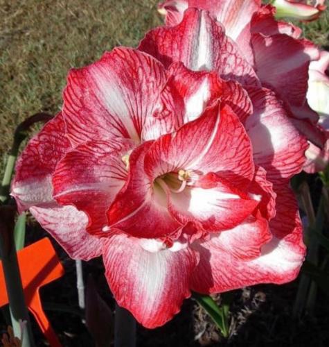 Robyn's Choice - double - red - white  - Maguire Hippeastrum