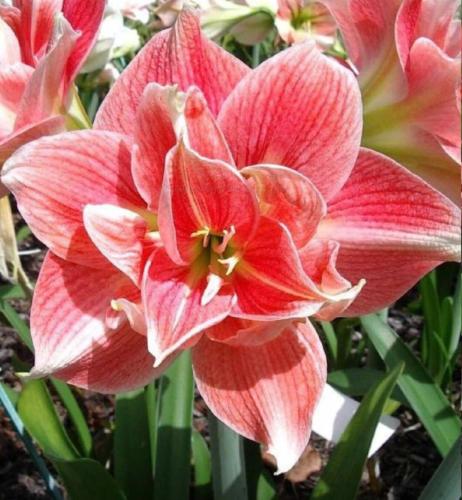 Sandra Maguire - double - pink - light picotee  - Maguire Hippeastrum