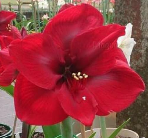 Shang-a-lang - Very large single - darkest red - dark throat - Maguire Hippeastrum