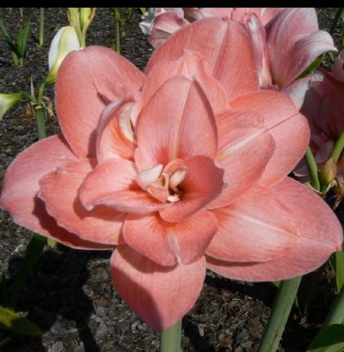 Sharyn's Pink Double - apricot  - Maguire hippeastrum