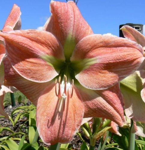 Shirley May - single - apricot - peach - lime center  - Maguire hippeastrum