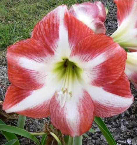 Show Off - single - red out - white in - midribs  - Maguire hippeastrum