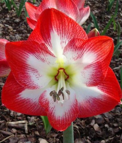 Sir Dennis - single - red out - white in - Maguire hippeastrum 