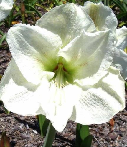 Snow Crest - single - white frilly - lime center - Maguire hippeastrum