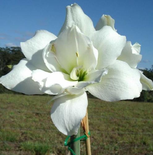 Snow Lady - double - white - Maguire hippeastrum