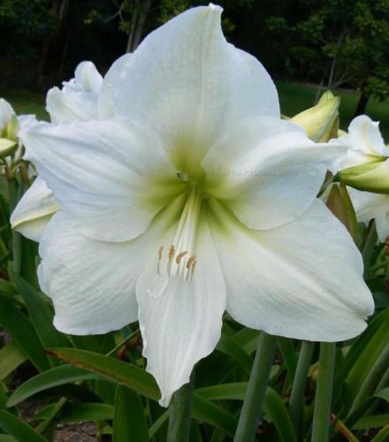 Snowy River - single white - lemon center - Maguire hippeastrum