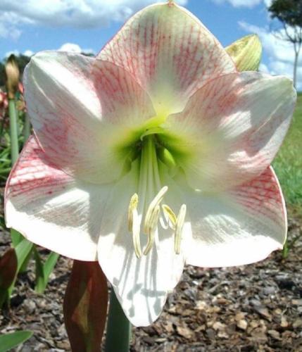 Softly Softly - single - white - soft blush -Maguire hippeastrum