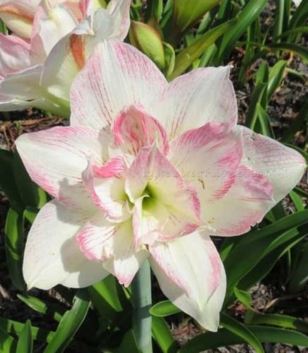 Special Sue - Double - white -pink - Maguire hippeastrum